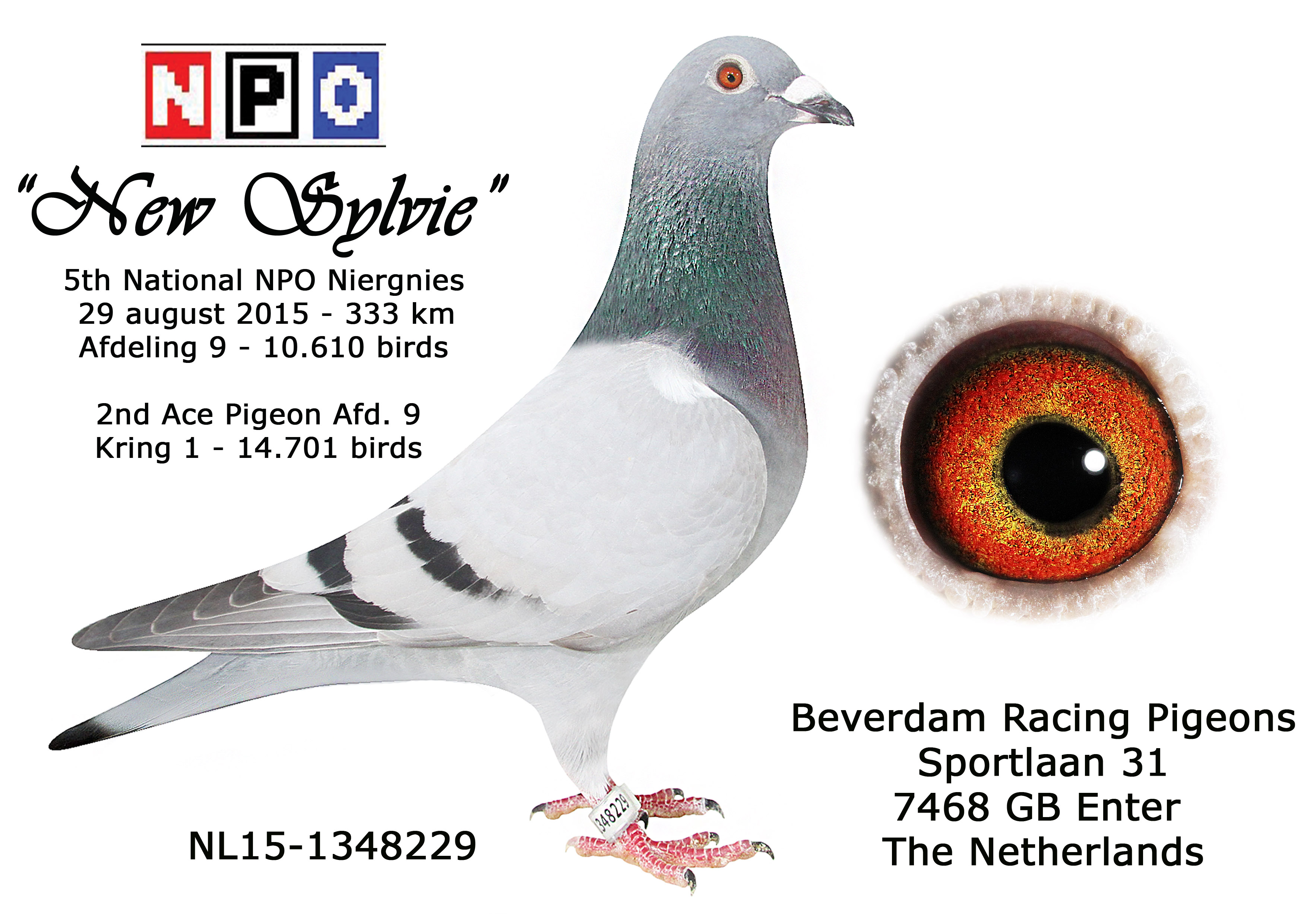 Valkuilen systeem Telemacos 2015 CHAMPIONSHIPS IN CC3 AFDELING 9 160 MEMEBERS 5 KM RADIOUS. | Herman  Beverdam Racing Pigeons